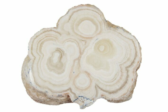 Polished Aragonite Stalactite Slice - Morocco #255413